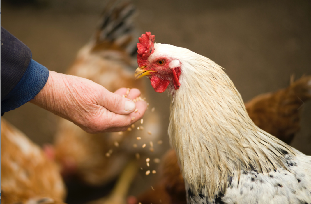 De criadores de pollos a activistas animalistas, ¿será posible? De criadores de pollos a activistas animalistas, ¿será posible?