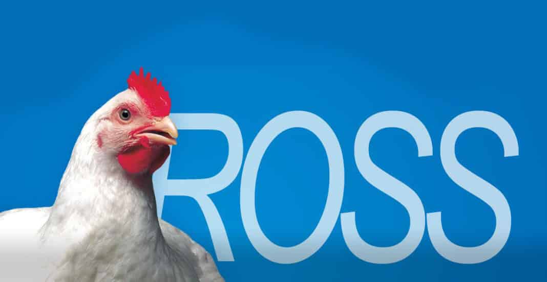 Aviagen y PAACO colaboran para auditorías de bienestar animal Aviagen y PAACO colaboran para auditorías de bienestar animal