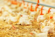 Argentina frente al nuevo estándar latinoamericano en pollos: ambiente controlado, ventilación mínima y una cama que ya no es cama