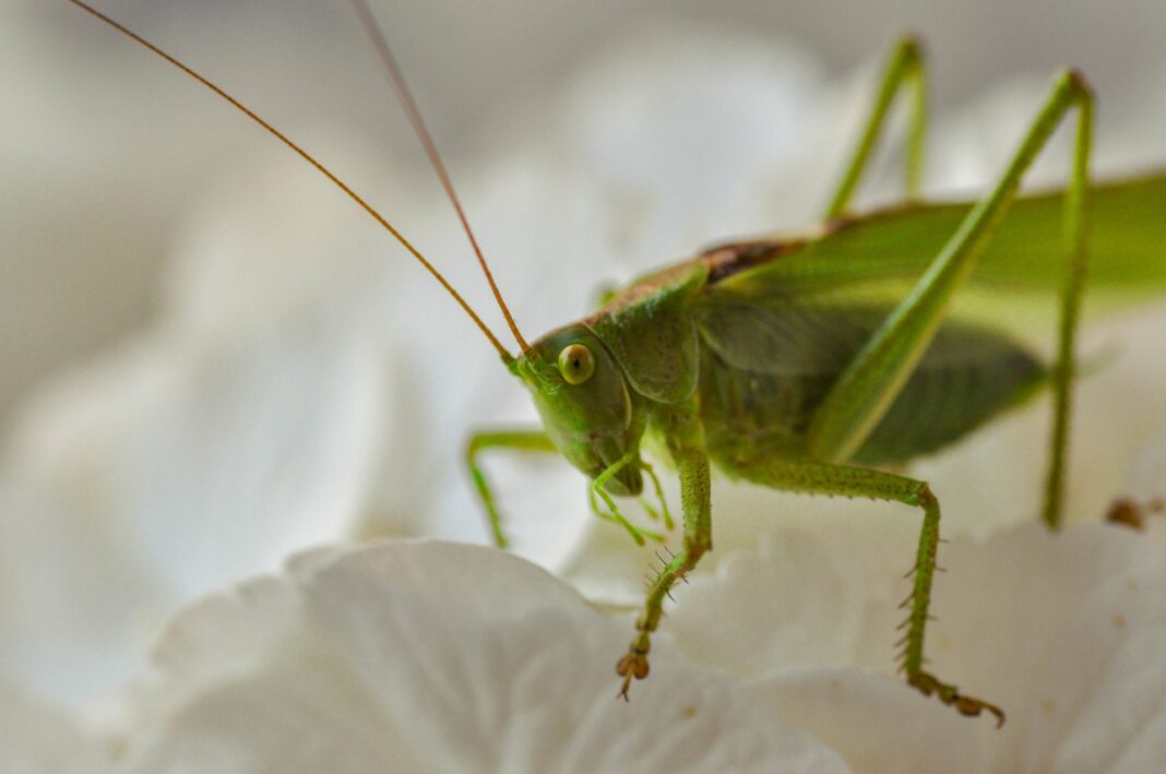 Foto de Tobias Knauer/Pixavay