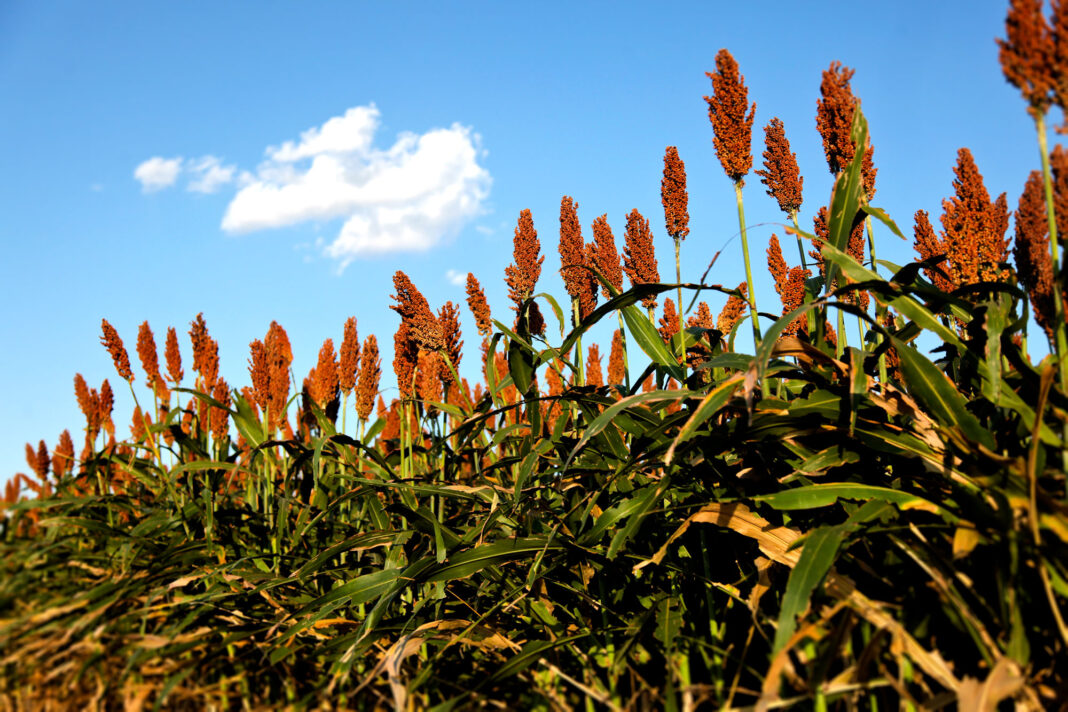 Lo nuevo del uso del sorgo en dietas de pollos y ponedoras Lo nuevo del uso del sorgo en dietas de pollos y ponedoras