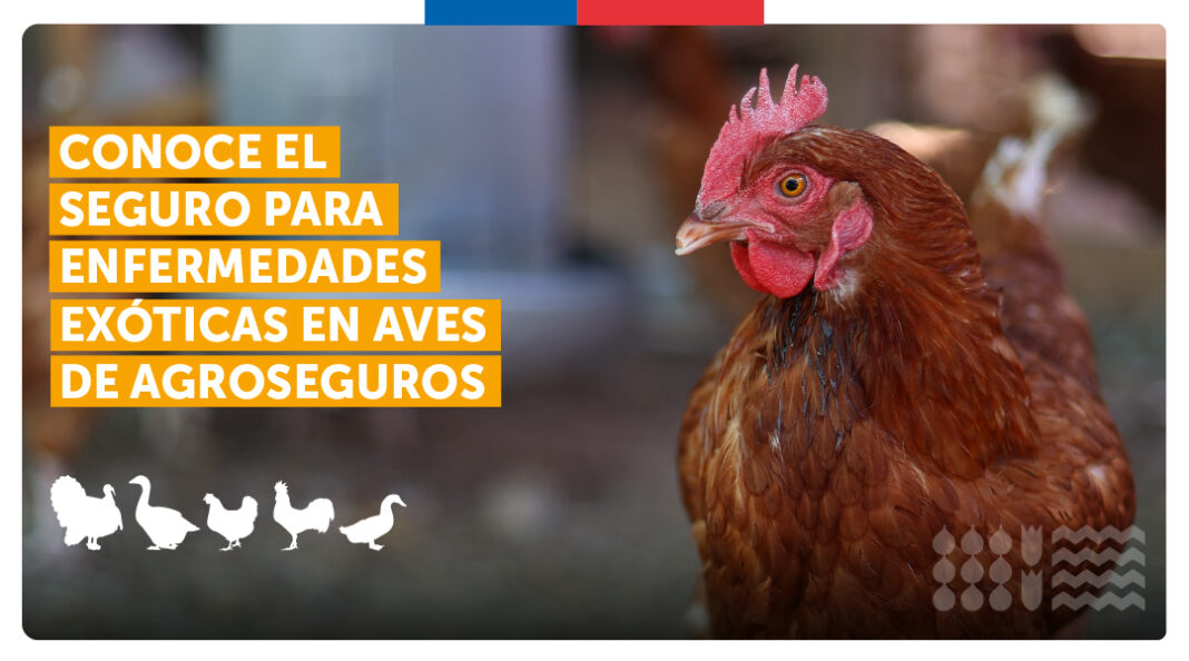 Seguro contra enfermedades aviares para pequeños productores chilenos Seguro contra enfermedades aviares para pequeños productores chilenos