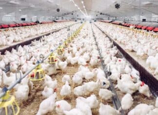 Consumo de pollo y huevo en Colombia sigue al alza en 2025 y abre puertas a mercados internacionales