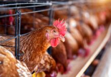 Uso estratégico de un estimbiótico para mejorar el rendimiento productivo en gallinas ponedoras