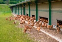 MBRF adopta el 100 % de huevo libre de pastoreo: un paso clave hacia la sostenibilidad en la industria cárnica
