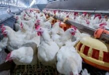 La producción mundial de carne aviar se encamina a un récord histórico en 2026