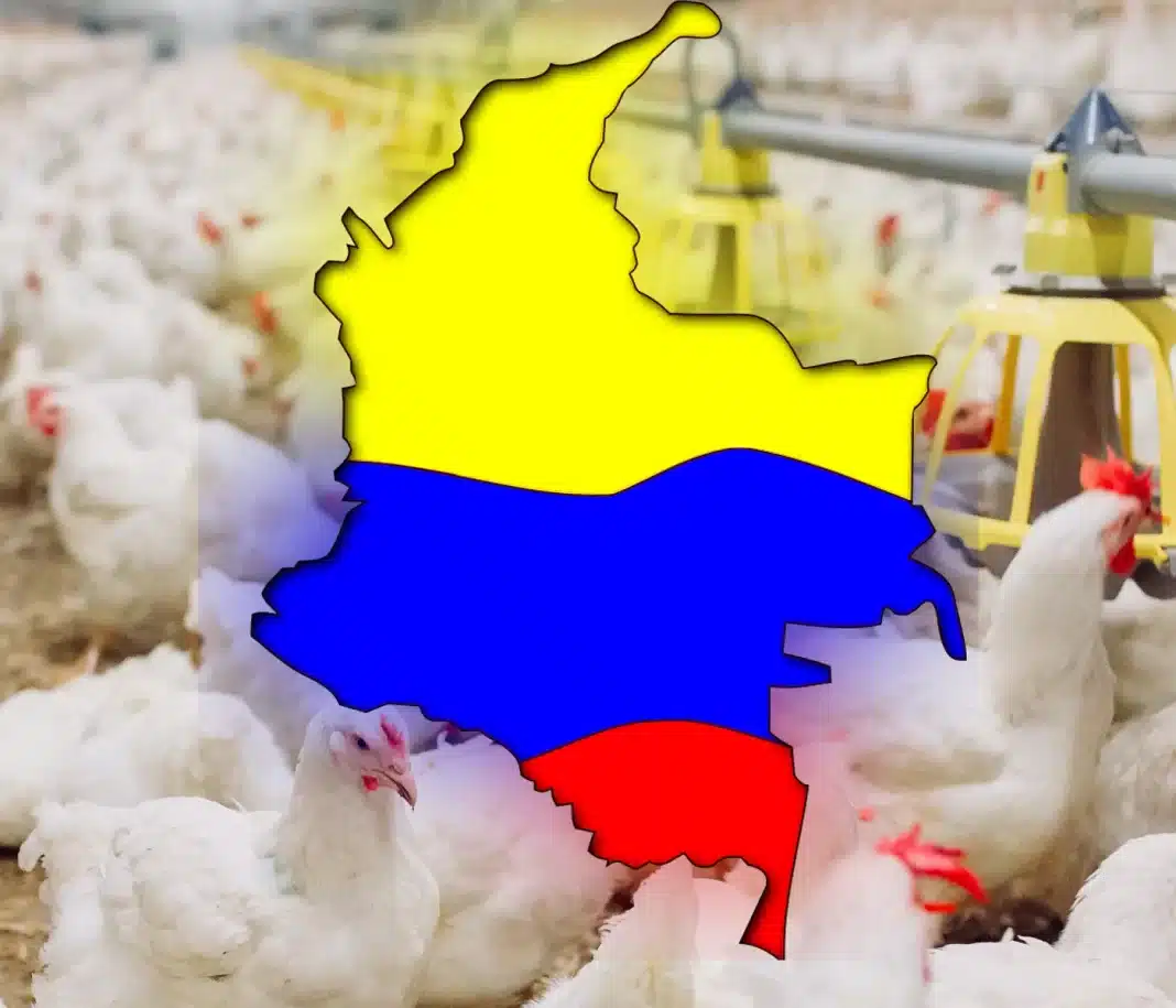 Colombia 2025: La avicultura consolida su crecimiento y fortalece su posicionamiento regional Colombia 2025: La avicultura consolida su crecimiento y fortalece su posicionamiento regional