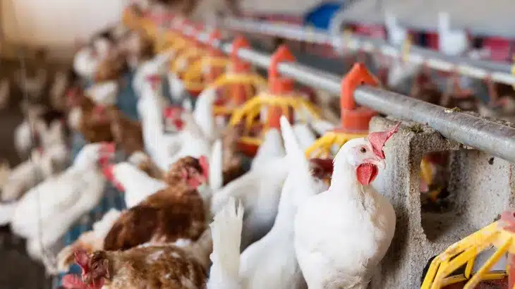 Influenza aviar: Argentina confirma un nuevo caso en aves comerciales y refuerza la bioseguridad Influenza aviar: Argentina confirma un nuevo caso en aves comerciales y refuerza la bioseguridad