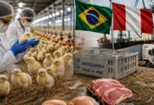 Perú acelera la inversión en genética avícola y fortalece su capacidad productiva