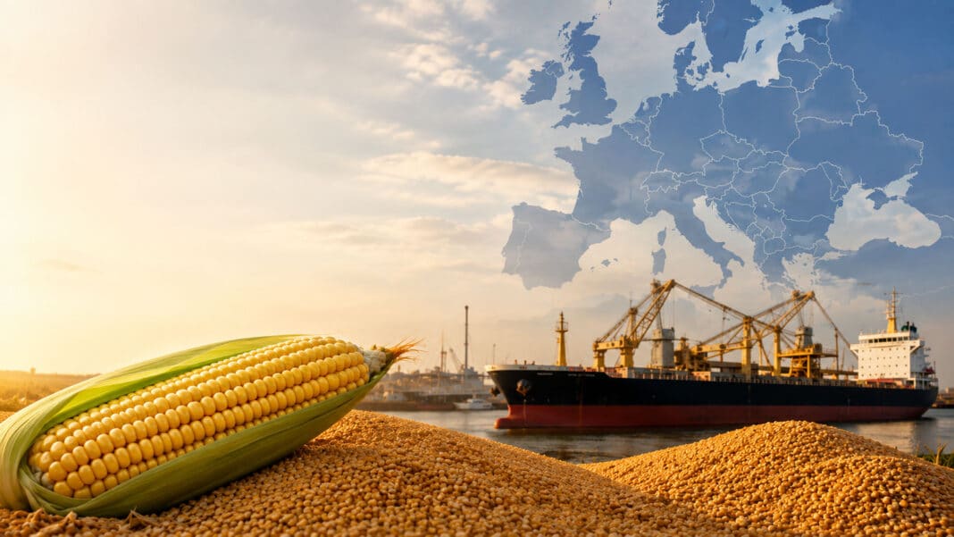 Menor producción de maíz en Europa puede abrir oportunidades para América Latina Menor producción de maíz en Europa puede abrir oportunidades para América Latina